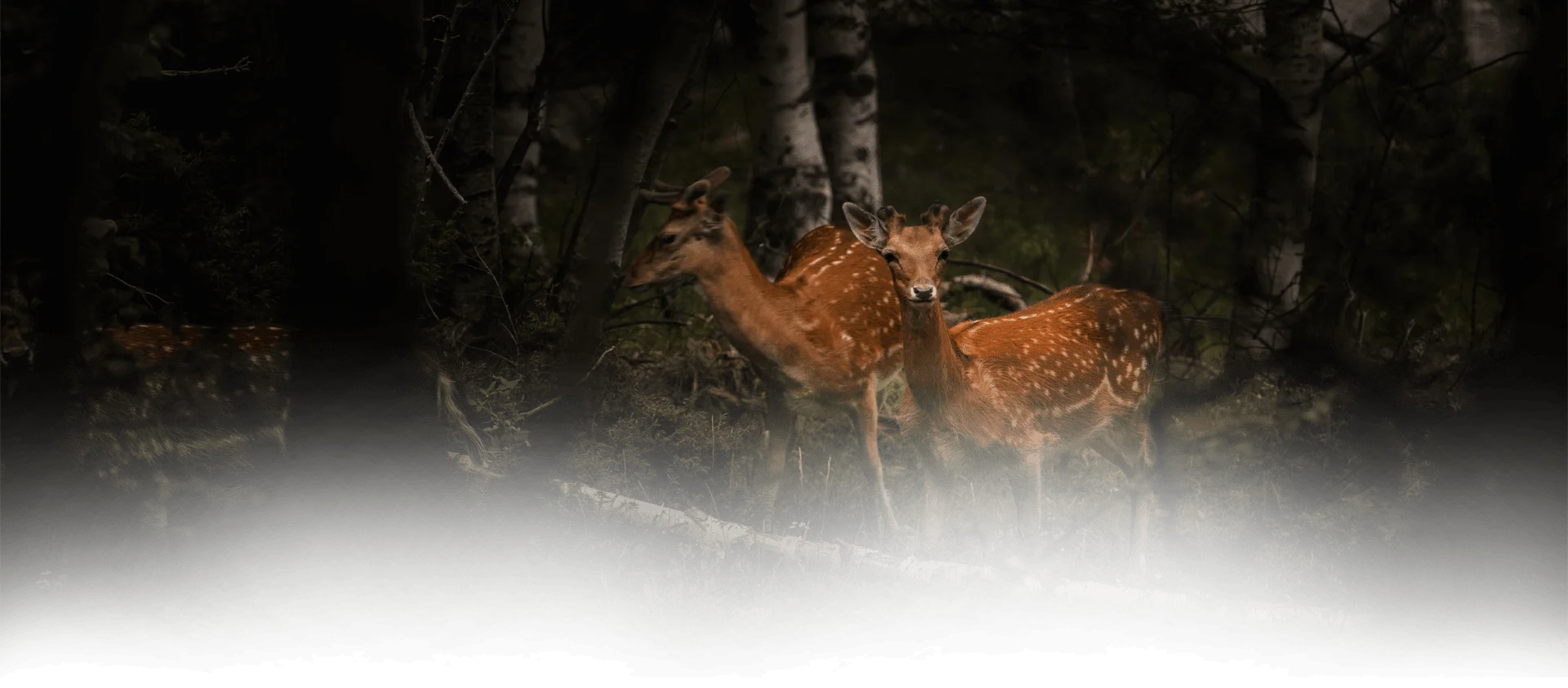 Luxury private pool villa at Crystal Kuruva 5-star resort Wayanad