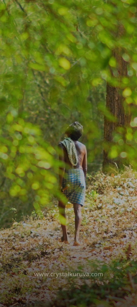 At the Edge of the Forest, Life Feels Different