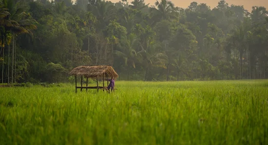 Morning Serenity at the Best Luxury Resort in Wayanad