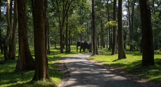 Immerse Yourself in Nature and Wildlife