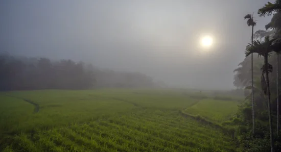 Where Misty Mornings Meet Perfect Luxurious Escapes in Wayanad