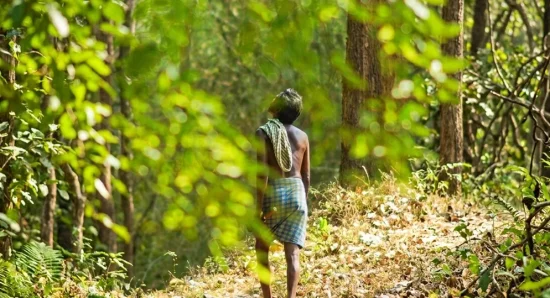 At the Edge of the Forest, Life Feels Different