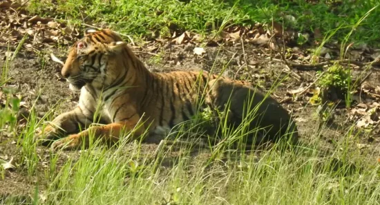 Best Luxury Resort near Nagarhole National Park & Kabini: Safari Guide