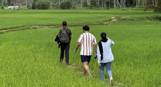Begin Your Day with Serenity: A Peaceful Walk Through the Paddy Fields