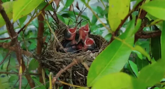 Born to Belong: Life and Quiet Harmony