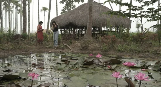 Nature's Wonder: The Beauty of the Water Lily Pond