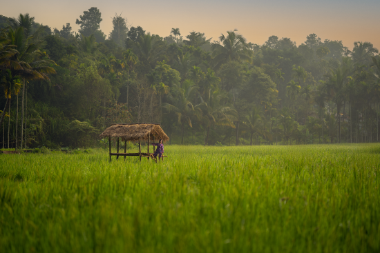 Wake Up to Serenity - Mornings at Wayanad's Best Luxury Resort
