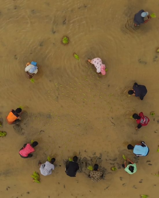 Kambala Natti — Wayanad's Sacred Tribal Harvest Ritual
