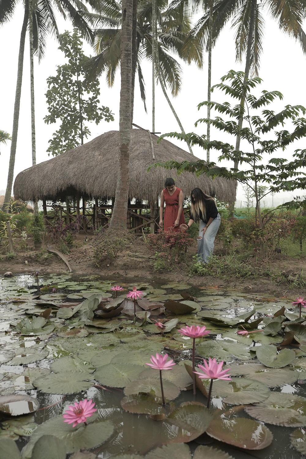 Water lily pond near Crystal Kuruva Nature Resort